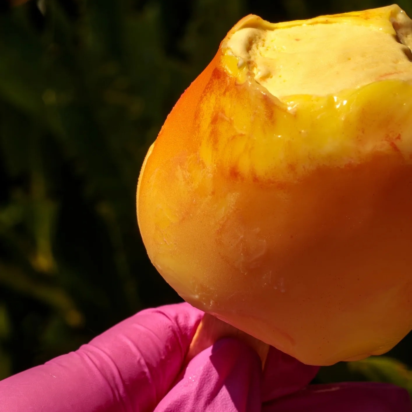 Mango Tango
